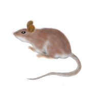 icon_mouse.png